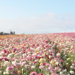 내 사랑의 프로포즈를 받아주세요