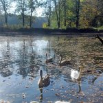 우아한 백조들의 <b>일상들</b>.jpg