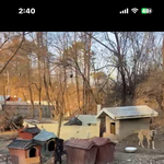 [이것좀봐봐] 길가에 수십마리 개를 키우는 음식점사장