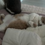 [비트이더] 짜란다 짜란다 짜란다 내시키