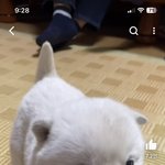 <b>이강아지</b> 판 댓글에 올라오는 <b>강아지</b> 아니여??