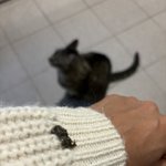 <b>새똥</b> 맞으면 행운이 온다는데 ㅋ