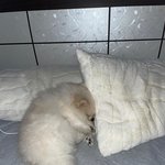 <b>새우</b>튀김 조아해?