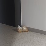 음식물 쓰레기는 왜 <b>문밖</b>에 둘까요?