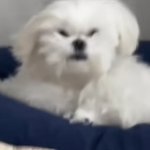 [댓글부탁해] 콘서트 <b>첫콘</b>/중<b>콘</b> 추반