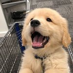 가만히 있어도 귀여운 <b>존재들</b>