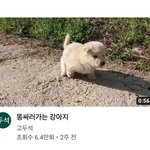 우리집 강아지 개<b>킹</b>받아