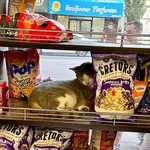 고양이 주의! 살아있음!