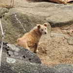 한밤 서울대서 학생 습격… <b>들개</b>, 이제 공포가 됐다