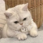 나 이런 거 없이도 <b>이미</b> 귀엽다고!