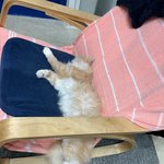 우리집막내 <b>시루</b>_3