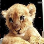 [NCT드림] 드림 <b>동물</b>농장