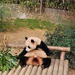 투바투 연준 <b>푸바오</b> 트윗