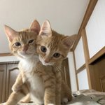 우린 <b>형제</b>예요 많이 닮았나요?