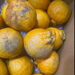 노지<b>재배</b> 한라봉이라고 쓰면 쓰레기를 팔아도 되는 건가요?