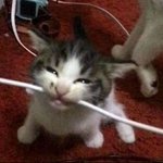 <b>퇴물</b>아재가 고양이로 보임