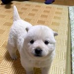 에어팟 프로2 다른 <b>본체</b>랑 호환 됨?