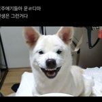 아 ㅈㄴ웃겨 <b>호주</b>애기들 우는 거 보고 ㅋㅋㅋ