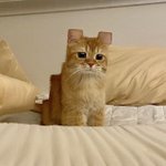 [댓글부탁해] <b>타로</b> 맞은적 있는 사람?