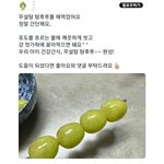 [모두드루와] 요즘 뜨고 있다는 무<b>설탕</b> 탕후루