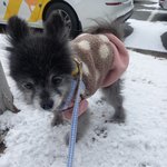 우리집 <b>둥이</b>를 소개합니다 :)