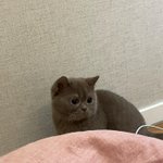 [고양이] 우리집 <b>태식</b>이 오태식이 아니구, 김태식이야 ~