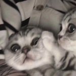 [댓글부탁해] 이거 빼<b>박</b> ㅁㅂ 맞지??