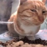 아 <b>코코로</b>코 입에 착붙이라 미치겠음