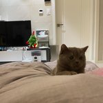 [댓글부탁해] 우리집 <b>태식</b>이 근데 진짜 너무 귀엽지 않아?