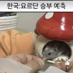 하… 햄스터 <b>예언</b>이 맞았네