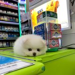 근데<b>진쯔</b> 투디볼때도 남자여자 미감이 다른가봐