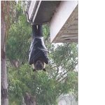 필리핀 <b>박쥐</b> 봐봐..