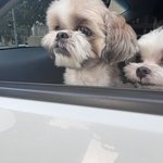 제발 읽어주세요. 애견샵 미용중 강아지 귀가 잘렸어요. 학대로 의심되는...