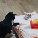 [자랑할꺼임] 새로운 가족