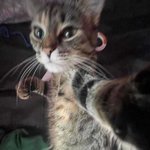 버튜<b>버들</b>은 진짜 얼공안하는게 답이다