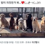 정국이 강아지는 <b>언제</b>까지 훈련소에 있는거야?