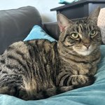 매력적인 <b>야옹</b>이, 키키