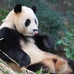 <b>엣지</b>있게 대나무 잡는 푸바오
