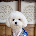 [강아지] 울 강쥐 한복입히다 손가락 짤릴..