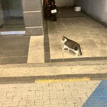 <b>INFP</b> 특: 큰 소리로 훈계하며 자기중심적임