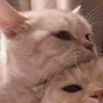 <b>남치</b>니랑 하고싶은 커플프사 모음