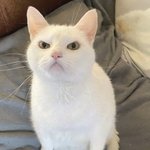 이렇게 생긴 고양이 키우고 싶다