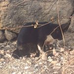 [댓글부탁해] <b>김해시</b> 생림면 무척산 왼쪽발 다친 고양이