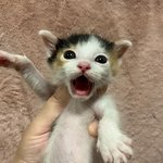 <b>소희</b> 닮은 고양이