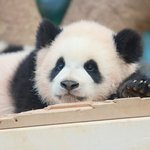 팔<b>받침</b>하고 이쁘게 엎드리는 루이바오