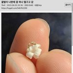 <b>꿀벌</b>이 나한테 꽃 하나 떨구고 감