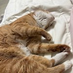 이대 -> <b>중대</b> 반수 ㅇㄸ??