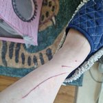 [고양이] 슬기로운 <b>임</b><b>보</b>생활18[유기묘 임시보호하기]