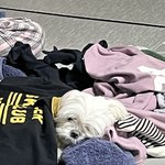 [드루와] 울강쥐 빨래 개좋아함