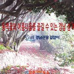 [고향소식] <b>동백</b>(camellia)꽃의 아름다움을 즐길 수 있는...